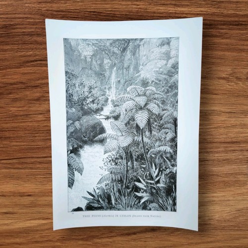 Antique 1880s tropical tree - antique,