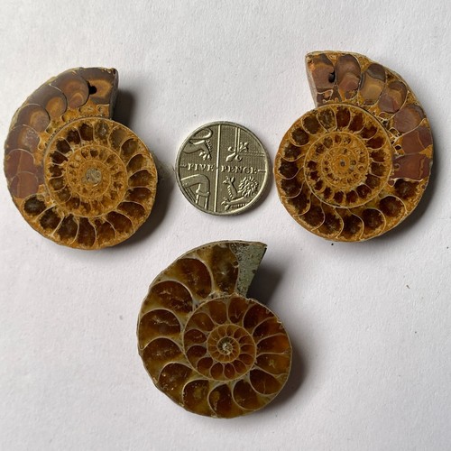 Job lot ammonites - job, of