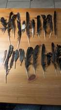 22 English free fallen Bird