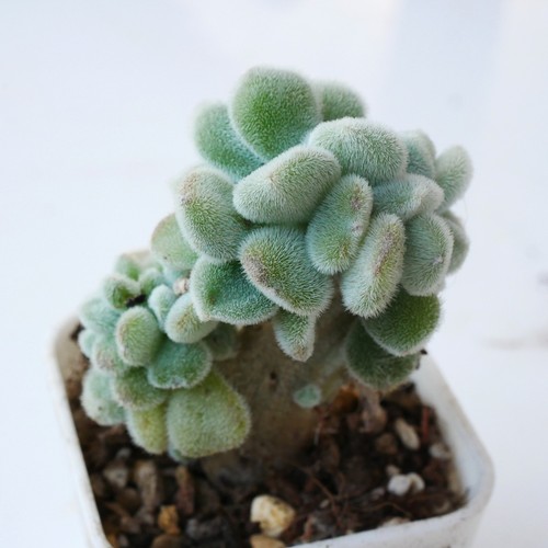Echeveria pulvinata frosty - pulvinata,