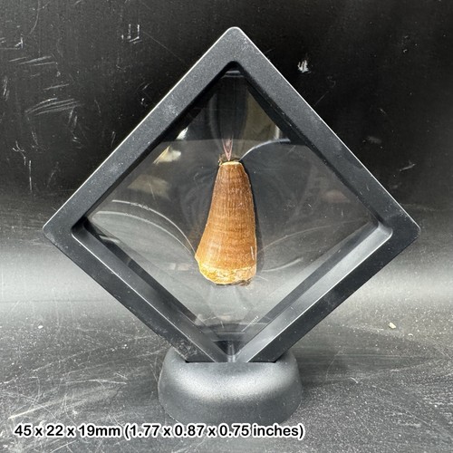 Mosasaur fossil tooth - mosasaur,