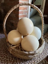 Set of five Large Vintage Genuine Blown Ostrich Egg Shells in Woven Basket 