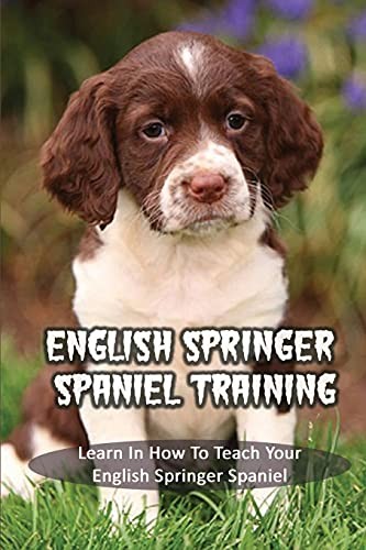 English springer spaniel - english,