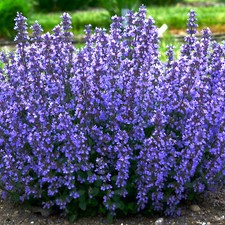 Nepeta Cats Pajamas Catmint Hardy Blue Flowering Outdoor Border Perennial in Pot