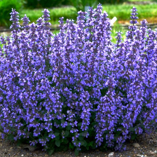 Nepeta cats pajamas catmint - cats,