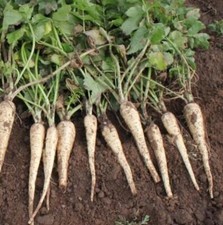 Vegetable - Parsnip - Palace