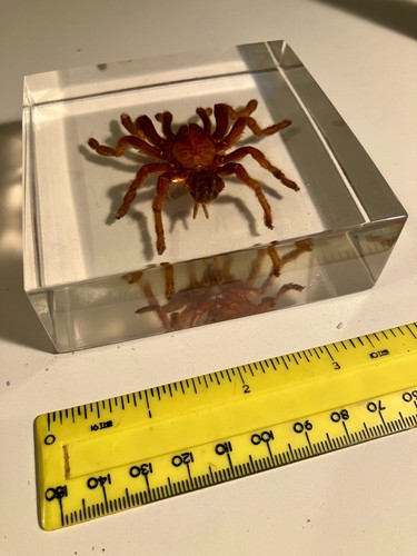 Real tarantula and scorpion - , in