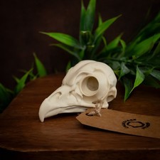 Life-Size Barred Owl Skull (3D