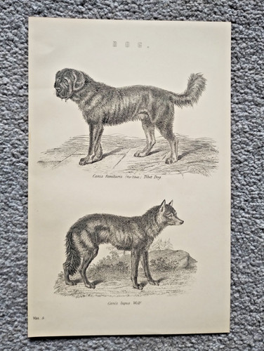Examples dogs including - examples, of