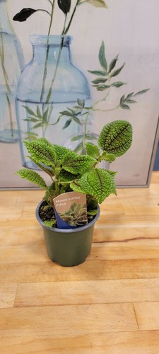 Pilea moon valley - valley, friendship