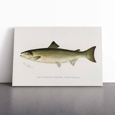 Atlantic salmon vintage fish - salmon,