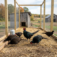 Melanistic Mutant Pheasant