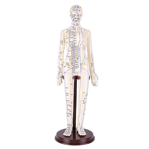 Inch acupuncture model - 20.5,