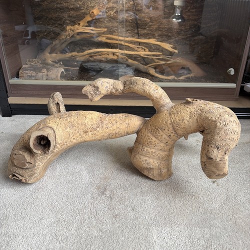 Large bamboo root branch - large,