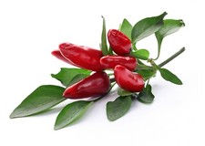 Chilli Peppers Plants -