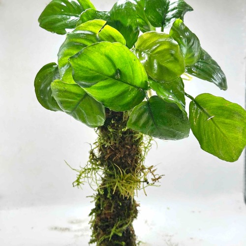Anubias nana coin java moss - nana,