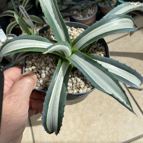 Agave americana mediopicta - americana,