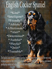 English Cocker Spaniel cute