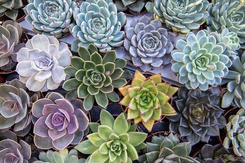 Echeveria mixed varieties - x,
