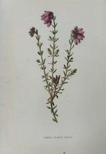 Antique Print Botanical 1890s