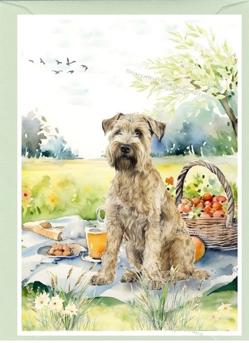 Soft coated wheaten terrier - coated,