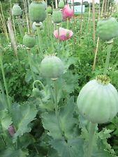  50 PAPAVER SETIGERUM SEEDS - POPPY OF TROY-THE GIANT POPPY - BUY 1 GET 1 FREE