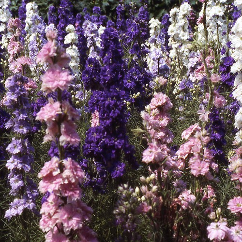 Larkspur giant hyacinth - -,