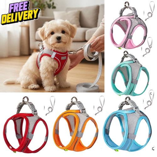 Reflective dog puppy pet - dog,