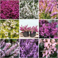 [x8] Heather Erica Carnea