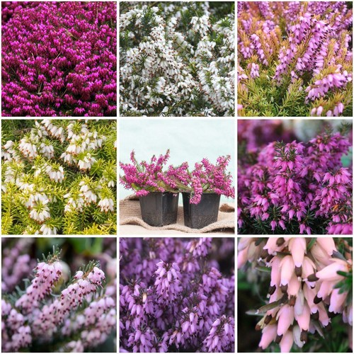 Heather erica carnea - [x8],