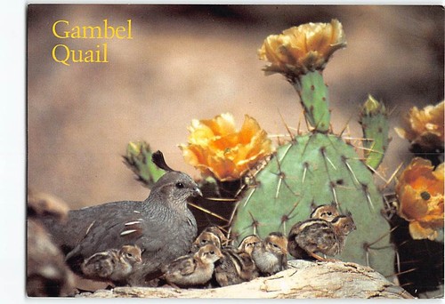 Postcard gambel quail and - gambel,