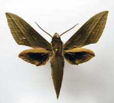 Theretra manilae (Sphingidae)