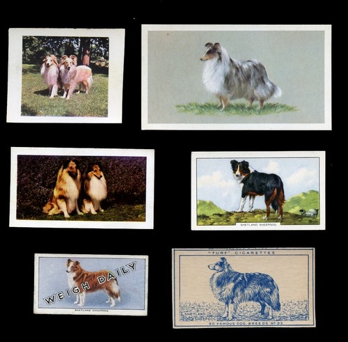 Shetland sheepdog sheltie dog - shetland,