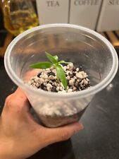 Bangladeshi hot chilli plant