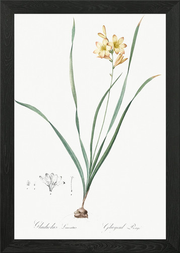 Botanical illustration - botanical,