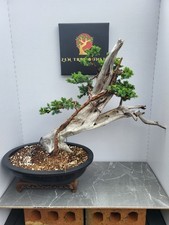 Tanuki Needle Juniper Bonsai