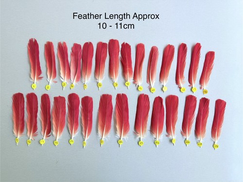 Parrot macaw feather crafts - parrot,