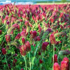 Clover CRIMSON RED Flowers