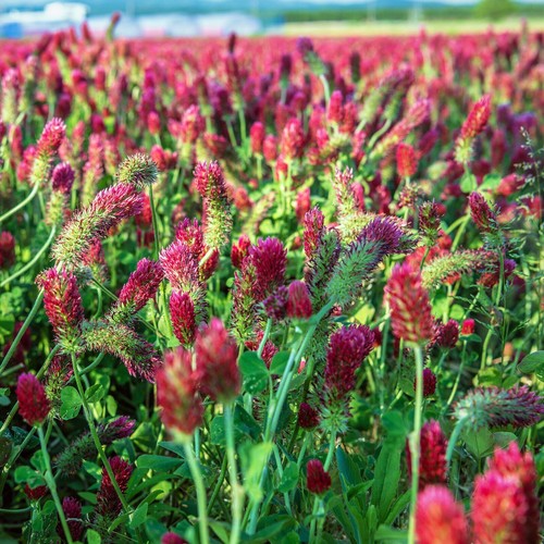 Clover crimson red flowers - clover,