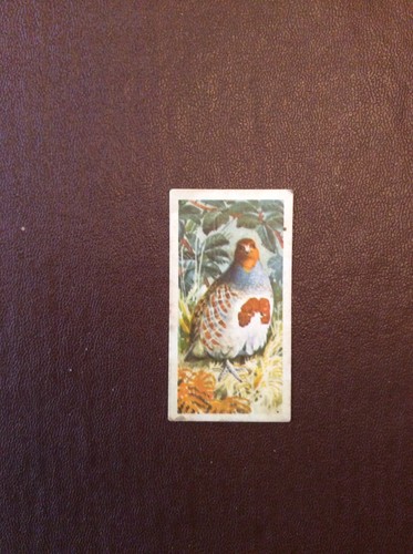 M69v trade card - m69v, brooke