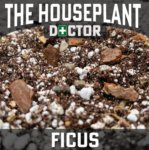 Ficus repotting soil - repotting,