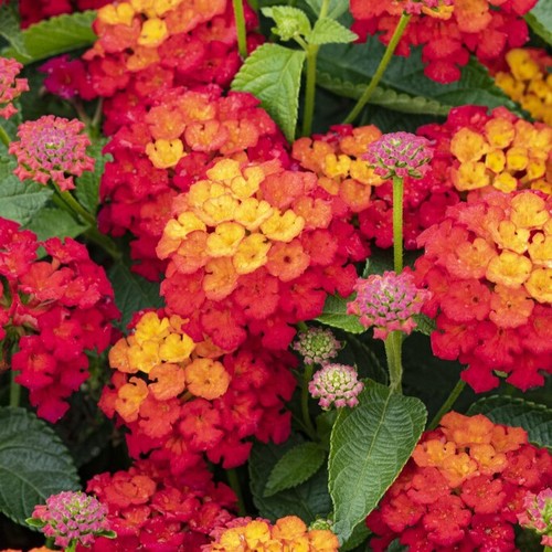 Lantana shamrock red plant - lantana,
