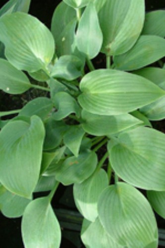 Hosta grey goose small - grey,