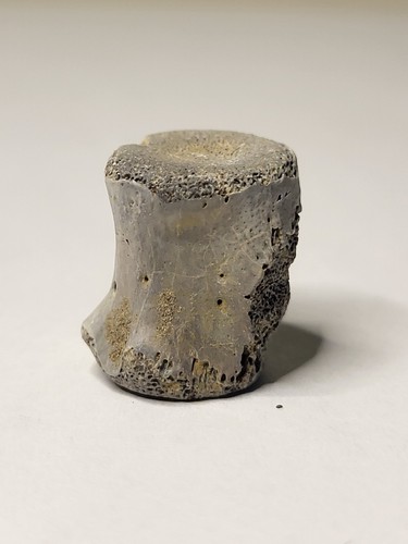 Theropod vertebra - theropod,