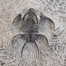 Moroccan Devonian Lichida Trilobite fossil, Ceratarges armatus, 380-400m years.