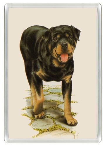 Rottweiler dog fridge magnet - rottweiler,
