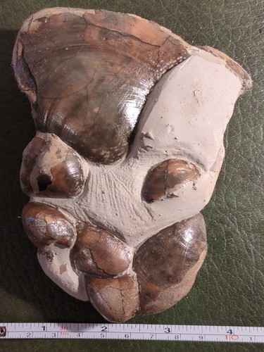 Stunning fossil bivalves - stunning,