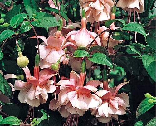 Fuchsia double plug - ,