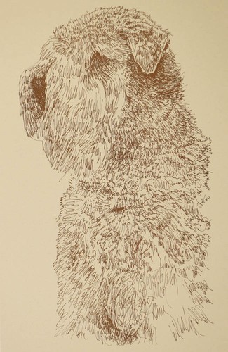 Soft coated wheaten terrier - coated,