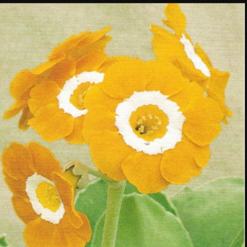 Primula auricula chorister - auricula,